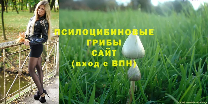 Псилоцибиновые грибы Cubensis  mega зеркало  Ветлуга 